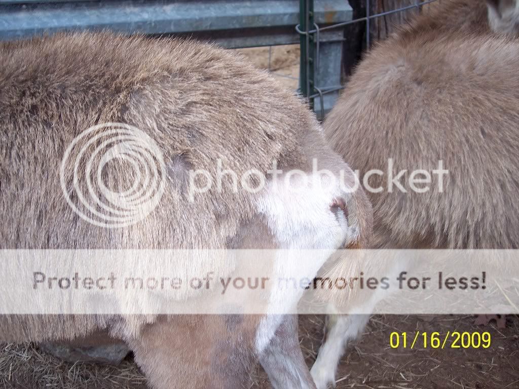 Due Jan 20th - Goats