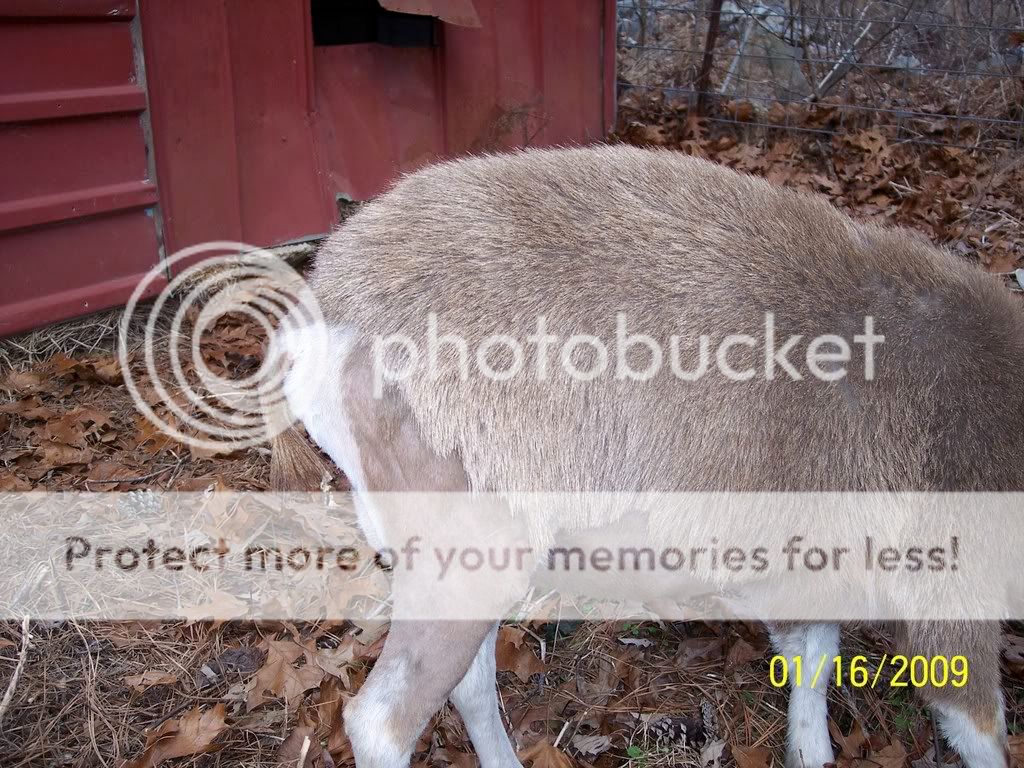 Due Jan 20th - Goats