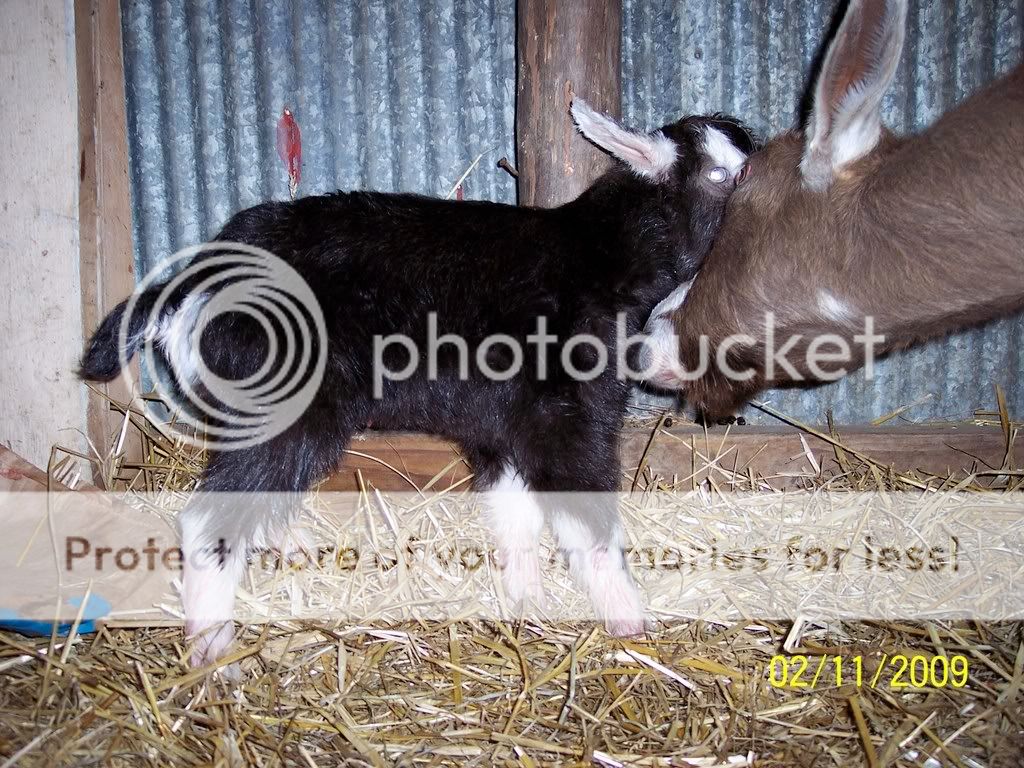 Due Jan 20th - Goats