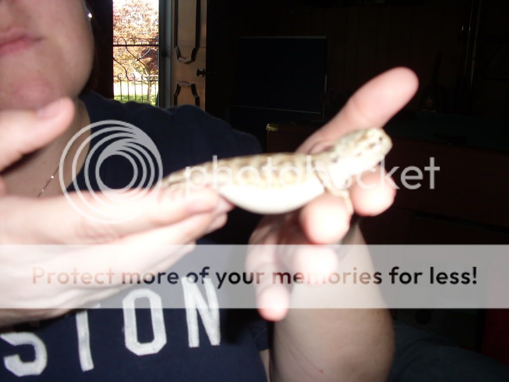 Soooooo bloated! • Bearded Dragon . org