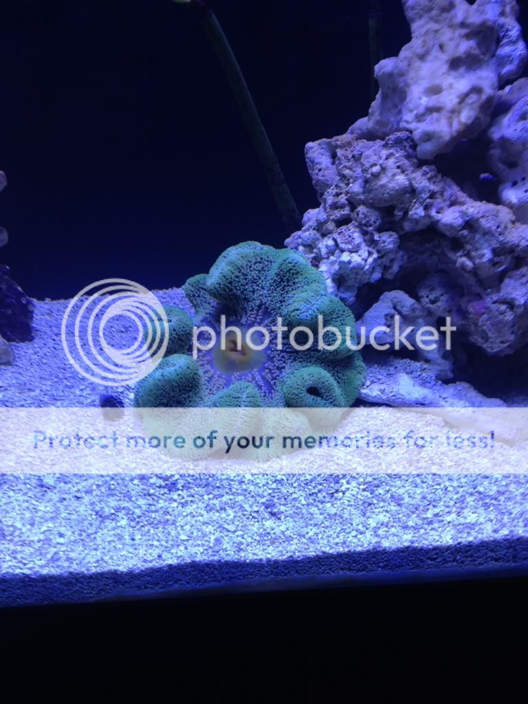 PAR/proper lighting for carpet anemone Reef Central Online Community