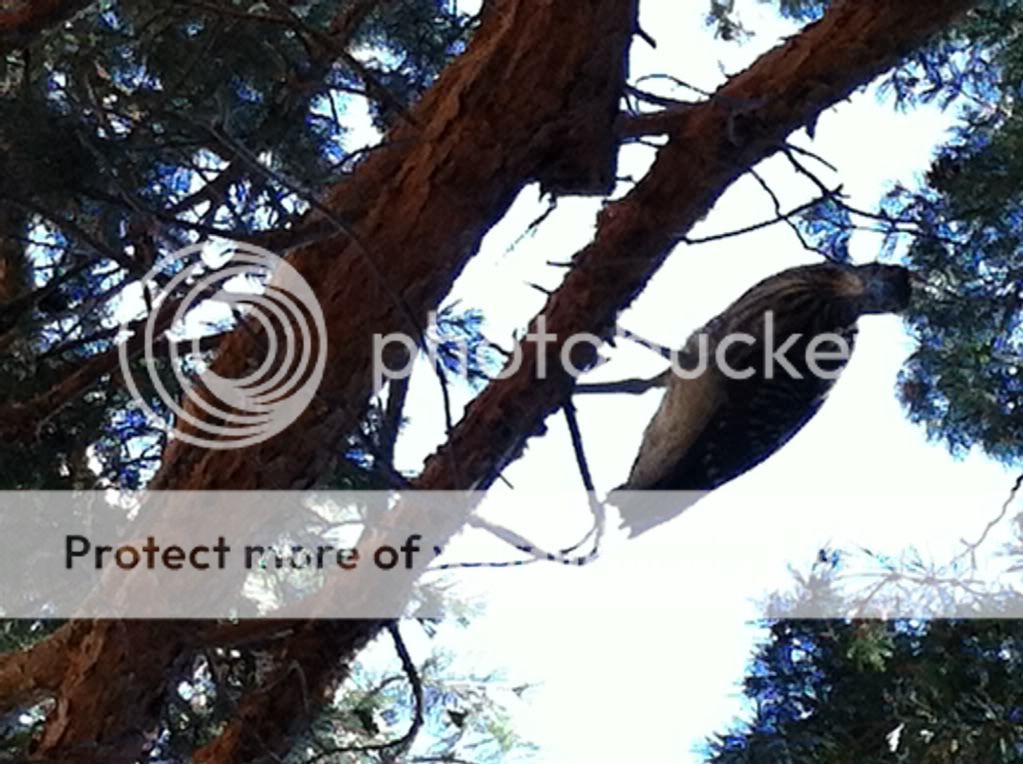 Posted Image