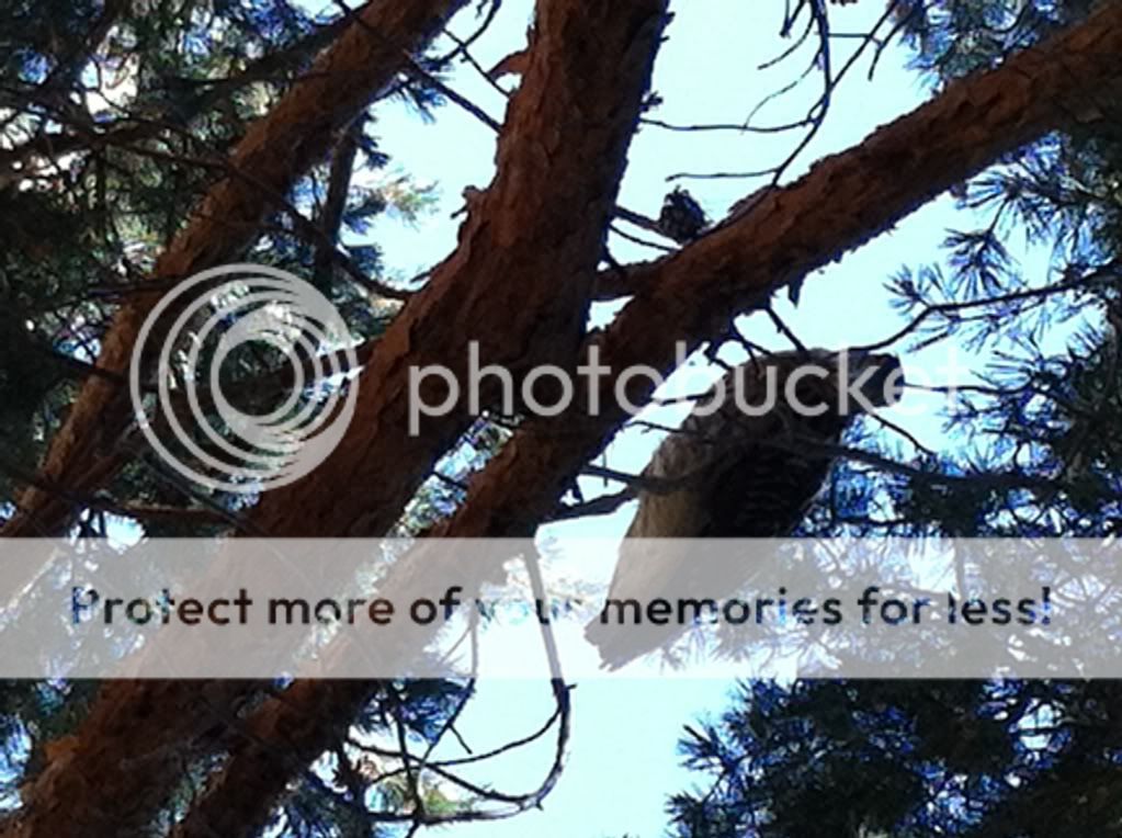 Posted Image