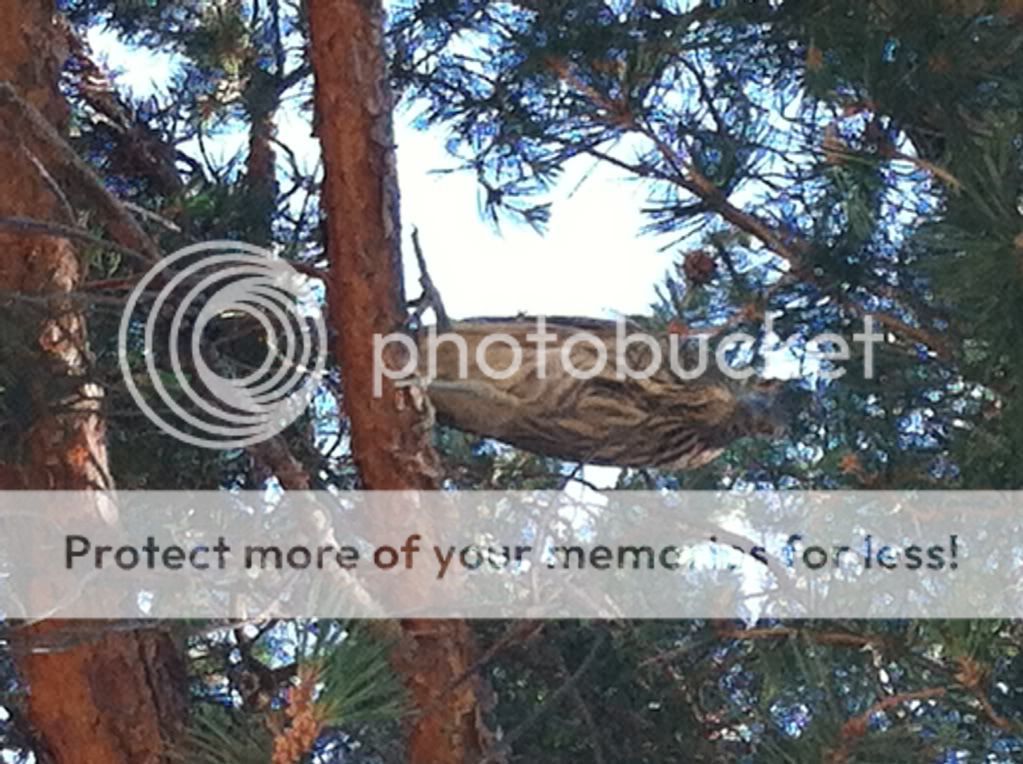Posted Image