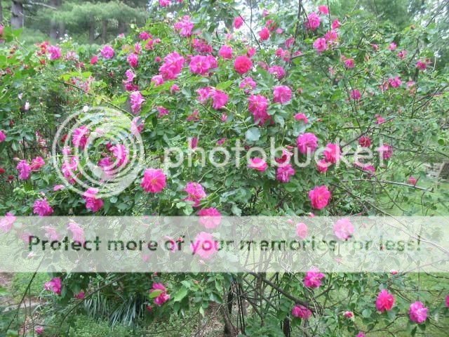 photo 2013-06-05153021_zps2ff6cfd2.jpg