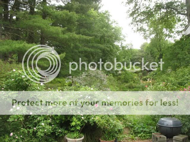  photo 2013-06-05154204_zps8a3d8a56.jpg