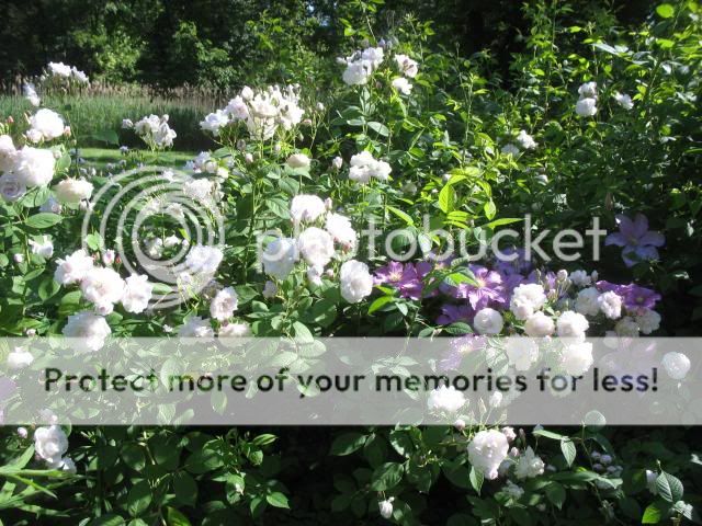 Baltimore Belle photo 2013-06-19171920_zpsc0a32250.jpg