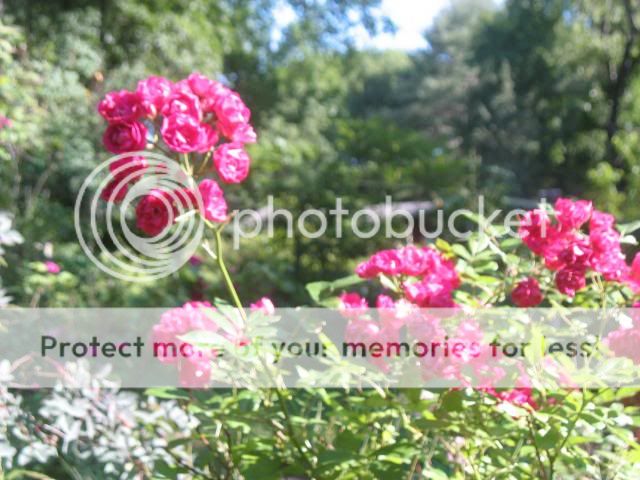 Mme Norbert Levavasseur photo 2013-06-19172424_zpsf6121690.jpg