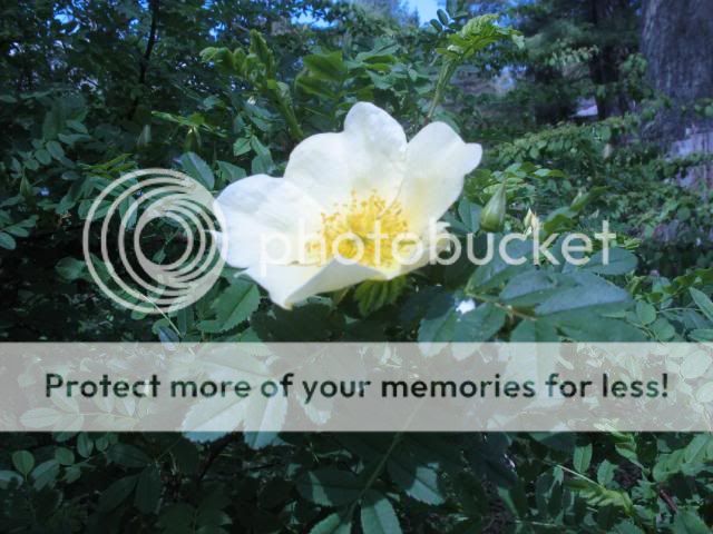 R. primula photo 2014-05-12144518_zps3ba491f3.jpg