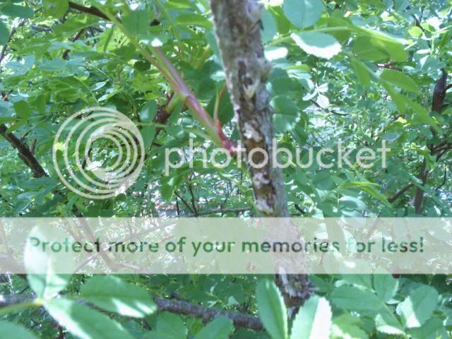 cicada damage photo 2014-05-12144620_zpsf70d1745.jpg