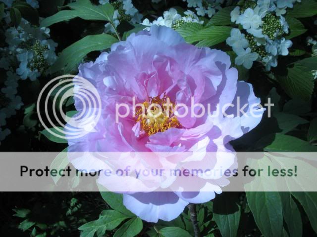  photo 2014-05-20161349_zps9163ec57.jpg