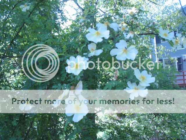  photo 2014-05-20161430_zpsb33c0793.jpg