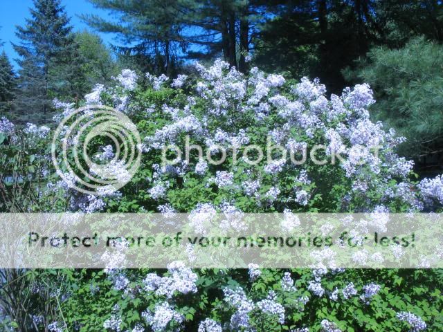  photo 2014-05-20161606_zpsd8901466.jpg