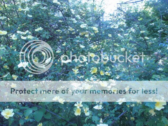  photo 2014-05-20161730_zpsfd3b80b9.jpg