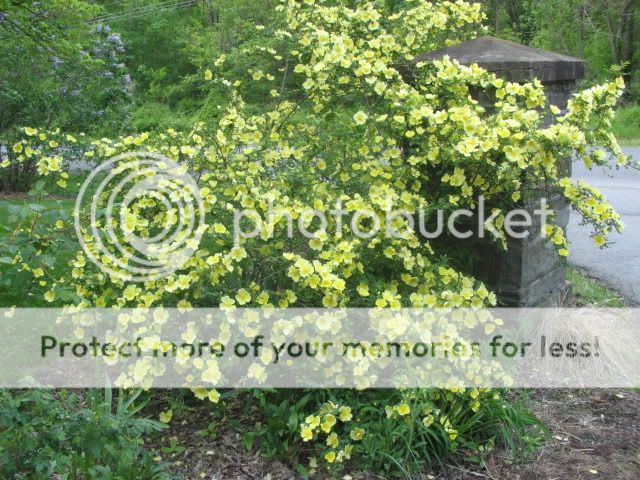 R. hugonis photo IMG_0262.jpg