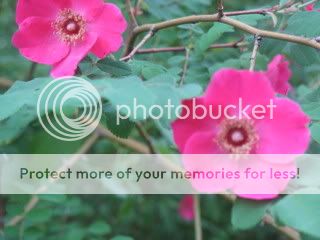 R. moyesii 'Geranium' photo IMG_0383.jpg