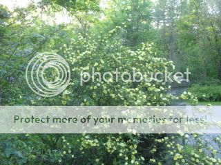 R. hugonis photo IMG_1383.jpg