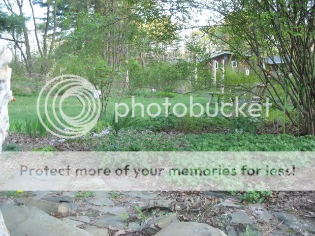 Spring flowers photo IMG_2252.jpg