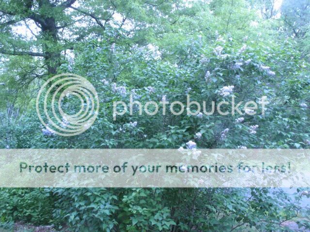  photo IMG_4810_zpsf5ad00df.jpg