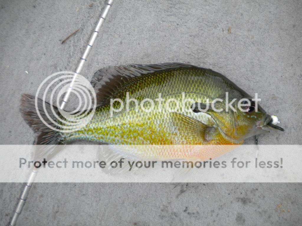 006_zpsd379f7d6.jpg