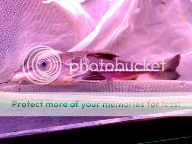 长须铁甲武士(10~12).特价280 铁甲武士(12~14).特价280