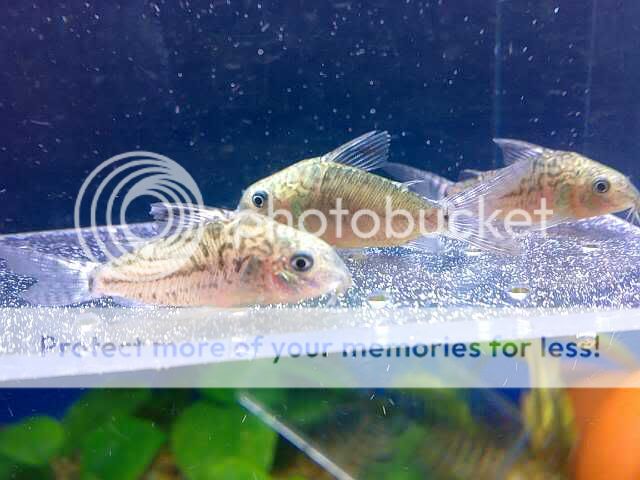 茉莉豹鼠(3~5).35